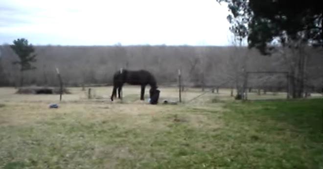 Horse And Dog Share Very Special Relationship