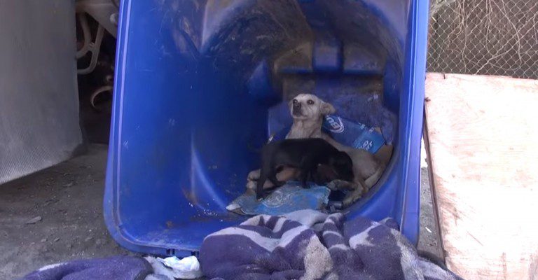 Dog Terrified After Kids Stole All Her Puppies Except One Gets Rescued