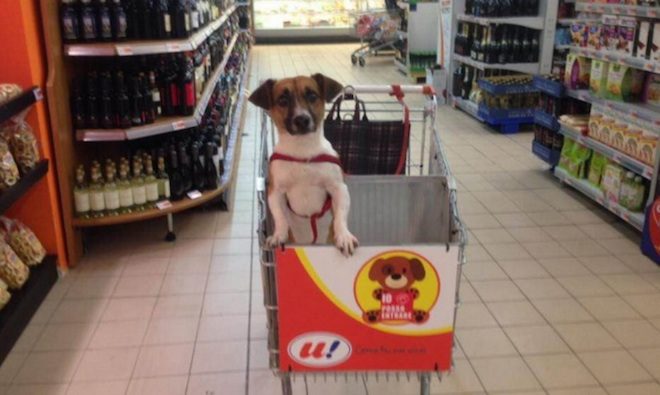 Grocery Store Makes Special Carts So Dogs Can Shop With Their Owners