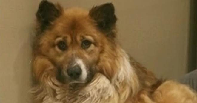 Foster Dogs Who Spent 61 Days In Wilderness Finally Found