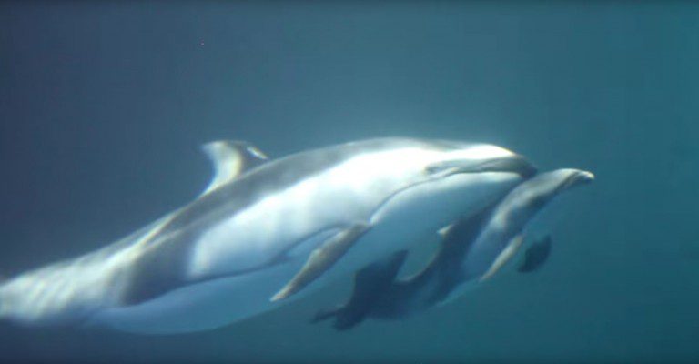 dolphin with calf