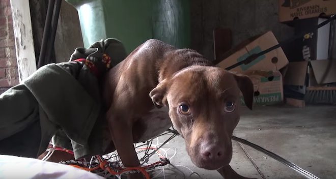 Eden dog rescue Hope For Paws