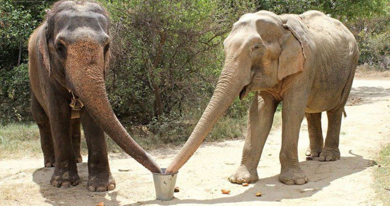 elephants reunite