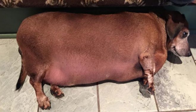 Fat Vincent