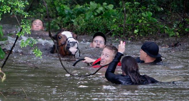 70 Drowning Horses Saved From Texas Floodwaters