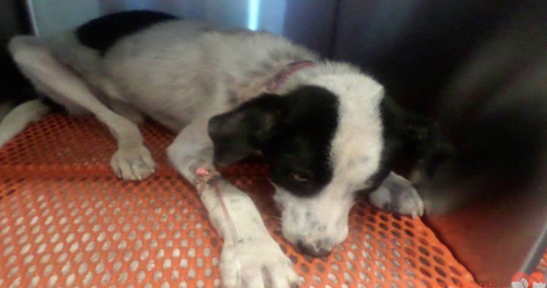 Dog With Embedded Wire Around His Throat Could Barely Eat Or Breathe Is Rescued
