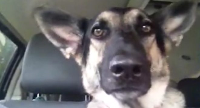 german shepherd dancing
