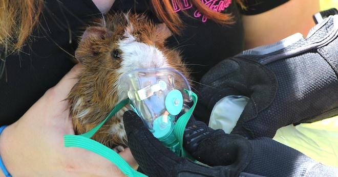 guinea pig rescue