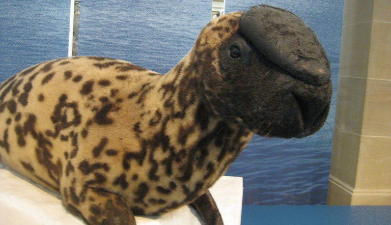 hooded seal