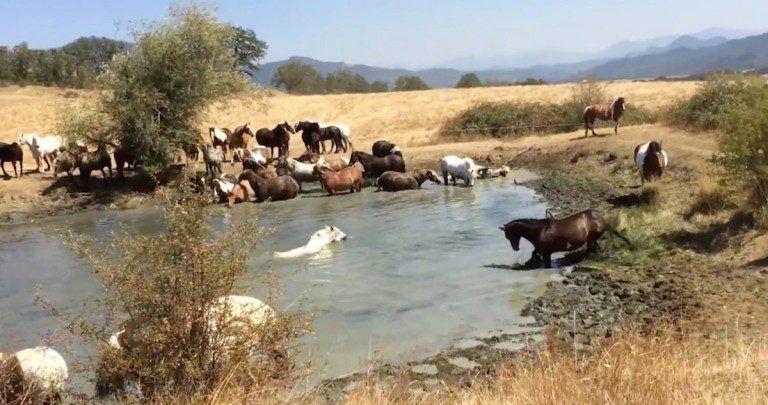 horse pool party
