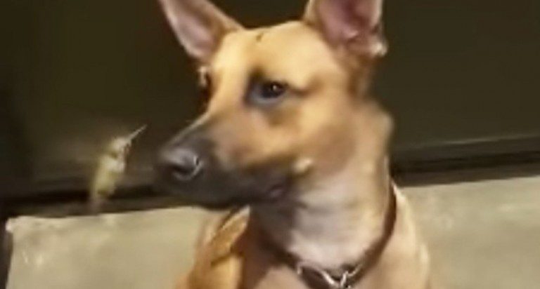 Orphaned Hummingbird Falls In Love With The Dog Who Rescued Her