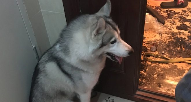 husky in ink