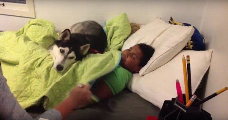 Husky Doesn’t Want To Let Her Boy Out Of Bed To Go To School