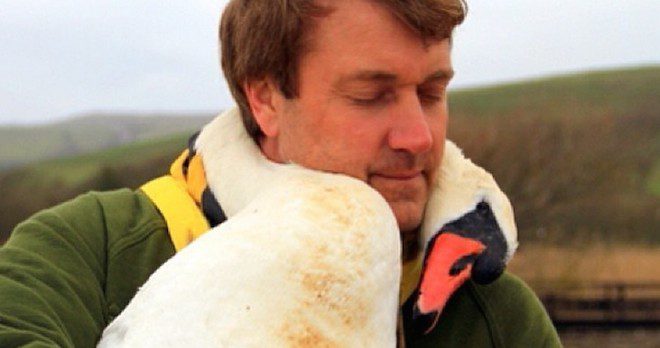 Injured Swan Gives Her Rescuer A Loving Hug