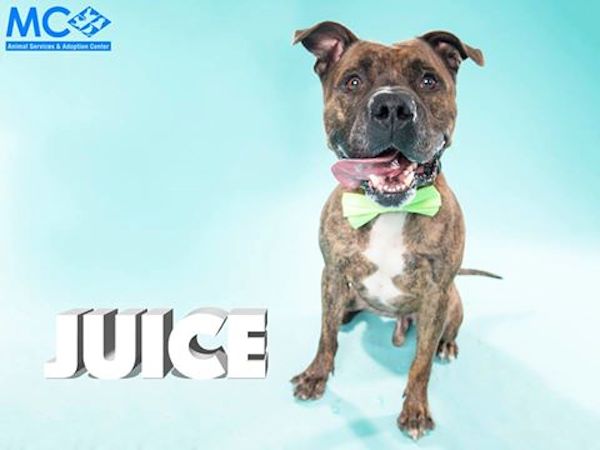 juice-dog2