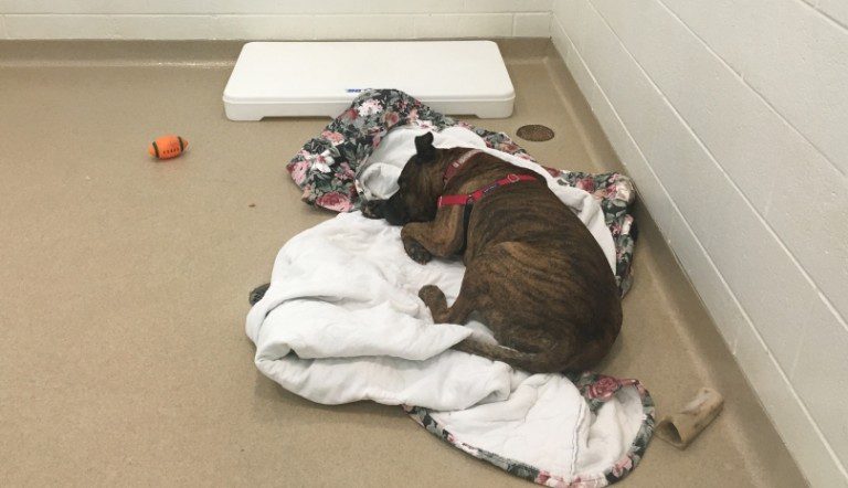 Shelter Dog Who Cried All Day In His Kennel Has Reason To Hope Again
