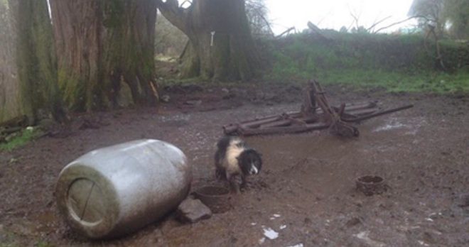 Tethered Dog Living In Mud Finally Experiencing Freedom Away From A Chain