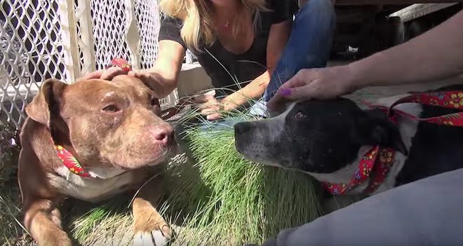 Lois and Clark dog rescue