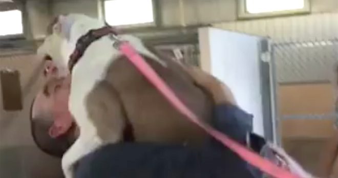 Man Reunited With Stolen Dog After 7 Months