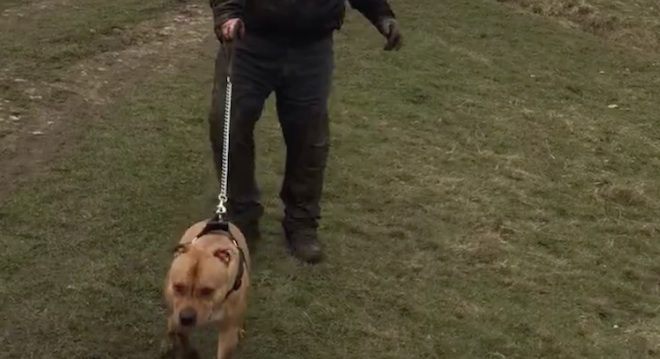 Man Discovers Walking A Dog Is Not Without Its Misadventures