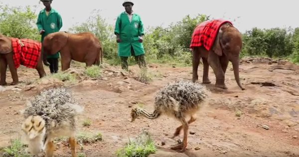ostrich-babies