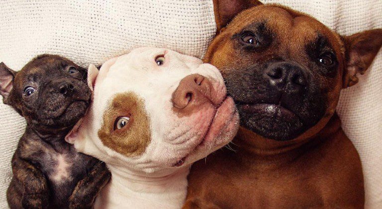 Rescue Dogs Take Foster Puppy Into Their Hearts