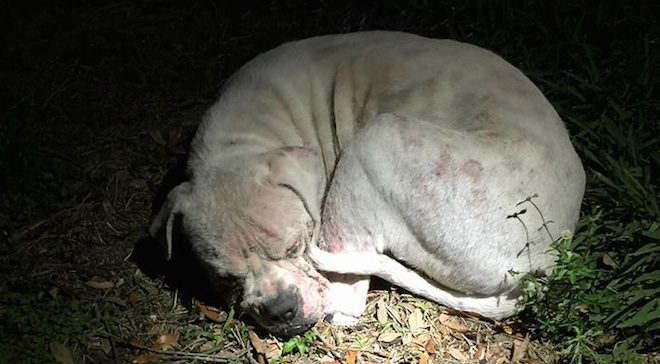 Powder dog rescue