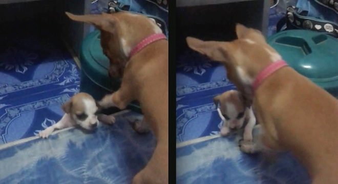 puppy helps puppy onto bed