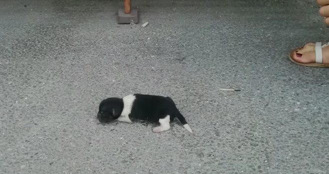 puppy found on sidewalk