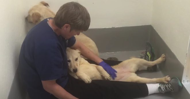 dog rescued korean dog meat farm