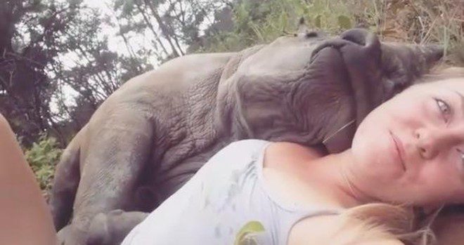 baby rhino