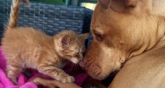 Bubba and Rue