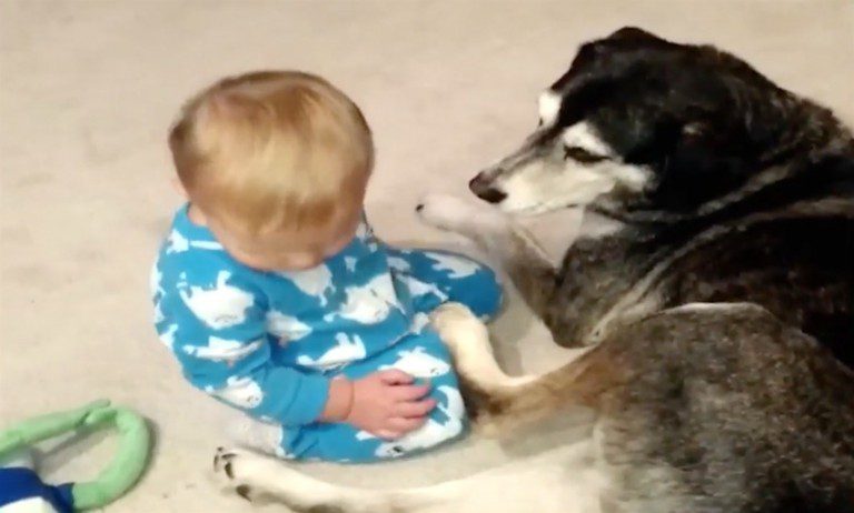 baby falls asleep on dog
