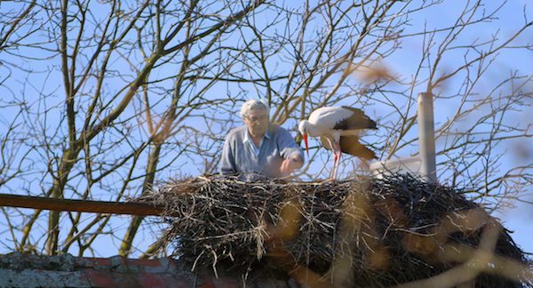 stork-1