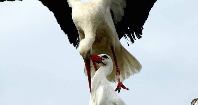 Every Year, Stork Flies Thousands Of Miles To Return To His One True Love