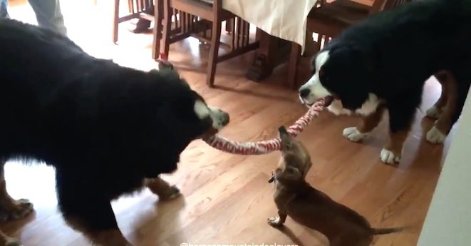 dogs tug-of-war