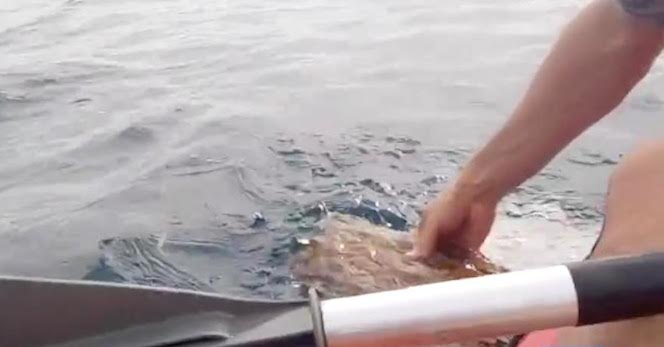 turtle rescued from net