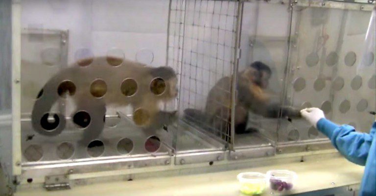 monkey treated unfairly
