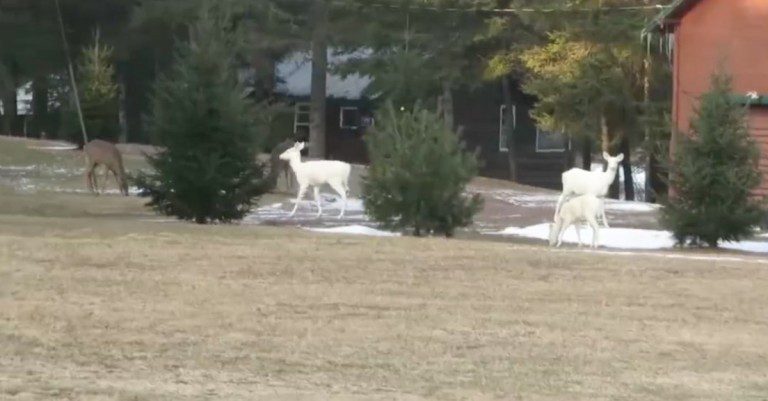white deer