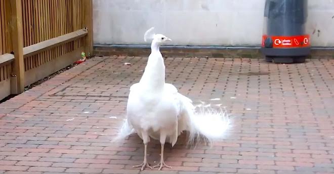 white peacock