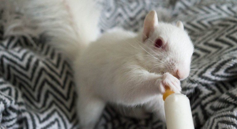 white squirrel