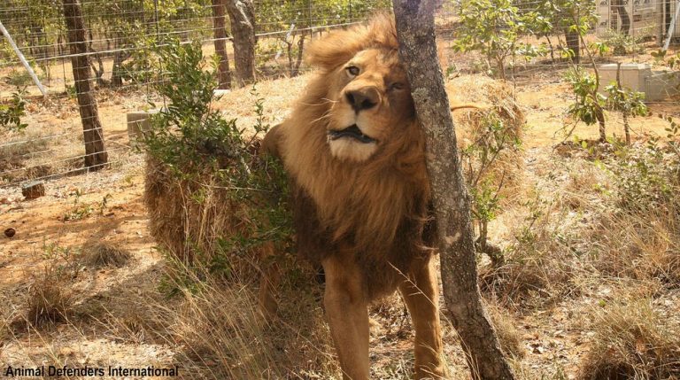 33 Circus Lions Return Home To Africa After A Lifetime Of Misery