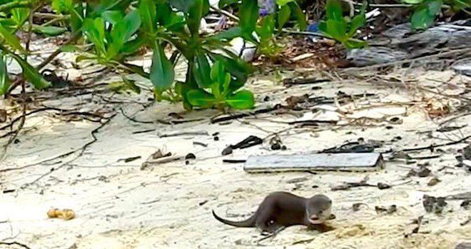 baby otter rescue
