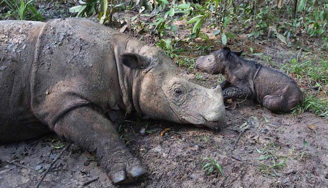 Extremely Rare Rhino Just Gave Birth To A Baby, The Second In 128 Years