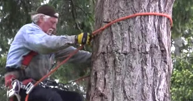 Man Saves Bald Eagle Caught In Kite String 40 Feet High In Tree