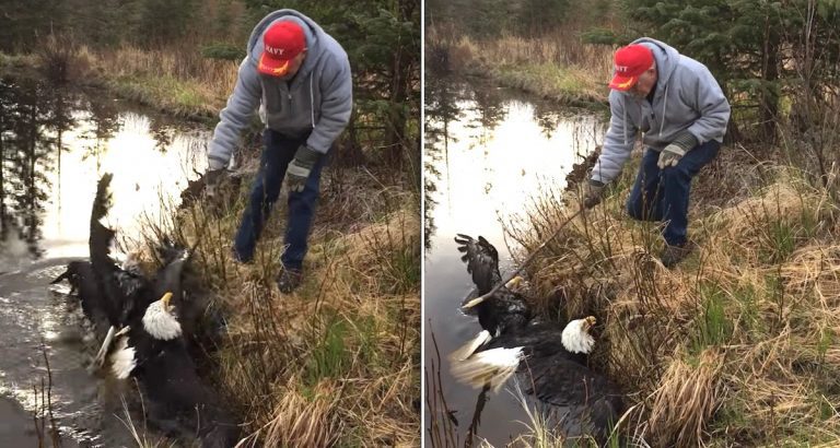 bald eagles rescue
