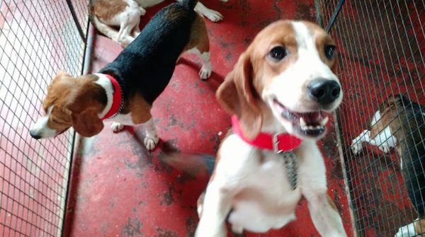 beagles-india-2