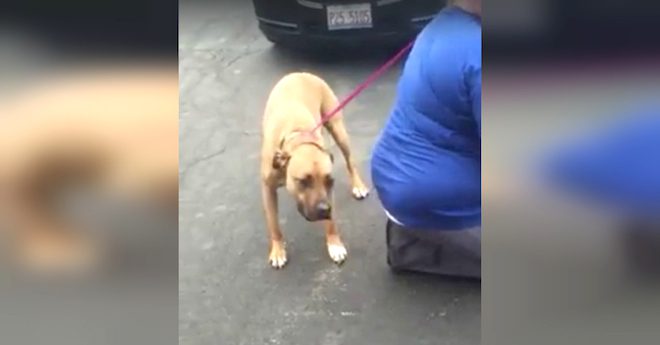 Man Has The Happiest Reunion With Dog He Had To Give Up Years Ago
