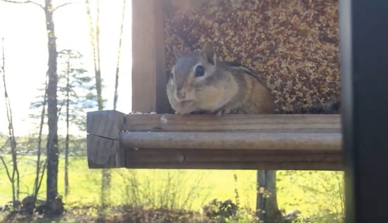chipmunk