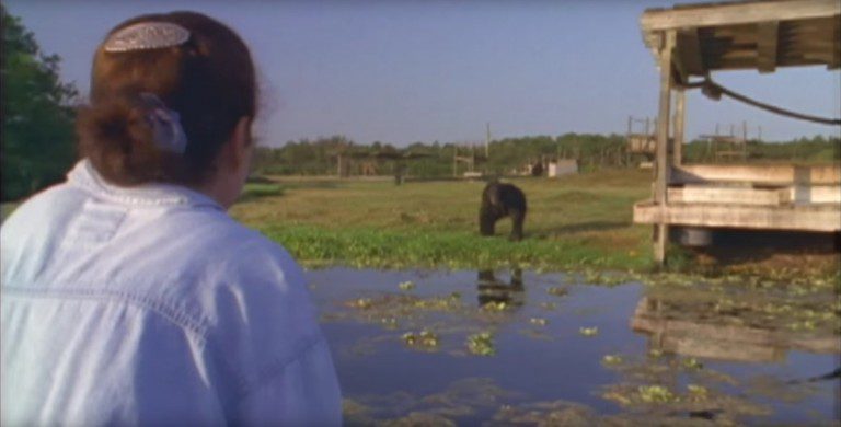 Woman Has Emotional Reunion With Two Laboratory Chimpanzees She Helped Free